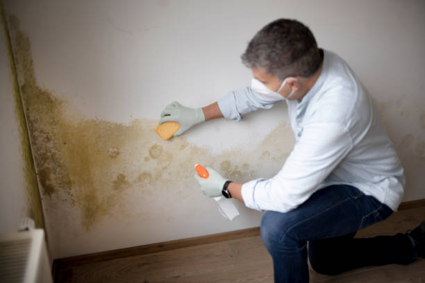  Grandview, IL Mold Removal Pros